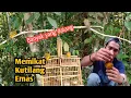 Lagu Memikat Burung Kutilang Emas Pakai Sangkar Pikat Dua Jebakan..