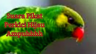 suara pikat perkici hijau yang ampuhhh