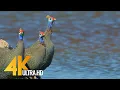 Lagu 4K Amazing African Birds - African Wildlife Video with Birds Sounds - 2 HRS