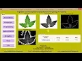 Vegetable leaf Recognition using Image Processing Matlab project code