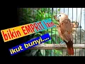Download Lagu pancingan burung emprit kaji gacor isian kenari