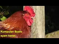 Download Lagu Sura - Suara Ayam kukuruyuk yang bagus untuk di pelajari KIDS