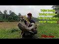Download Lagu TAJUR BAUNG KUNING DENGAN TAJUR BAUNG EKOR MERAH MEGENA