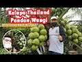 Lagu KELAPA THAILAND PANDAN WANGI BERBUAH LEBAT DI KOTA PEKANBARU - POTENSI RATUSAN JUTA RUPIAH