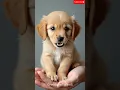Lagu cute beauitful puppy sound #cute #ytshorts #shotrs #cat #tiger #goat #duck #dog #trending