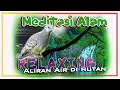Download Lagu ANGGUNGAN PERKUTUT LOKAL FULL  DENGAN SUARA GEMERCIK AIR MENGALIR DI HUTAN SEBAGAI RELAKSASI OTAK