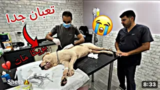 بويكا مات…