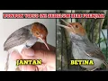 Download Lagu Begini Cara Mudah Membedakan Prenjak Jantan dan Betina ‼️Akurat 1000%