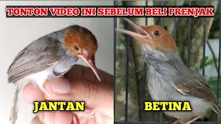 begini cara mudah membedakan prenjak jantan dan betina akurat 1000 