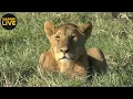 safariLIVE - Sunrise Safari