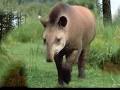CAÇADOR****TIÃO CARREIRO E PARDINHO-(Comp-Tião Carreiro / Carreirinho)