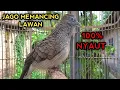 Download Lagu Perkutut Lokal GACOR suara Ampuh memancing Lawan EMOSI langsung ribut perkutut serumah.. coba saja