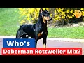 Rottweiler Doberman Mix What do you need to know about this mix-breed