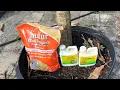 How I prevent Anthracnose and Powdery mildew on my Mango trees