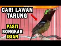 Download Lagu HITUNGAN DETIK Konin ANDA langsung naik EMOSI dan RAJIN BUNYI