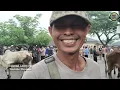 Download Lagu Harga Sapi Jantan Jawa PO Bakalan di Pasar Siyonoharjo Gunungkidul‼️
