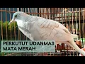 Lagu PERKUTUT UDANMAS MATA MERAH MANGGUNG ISTIMEWAH