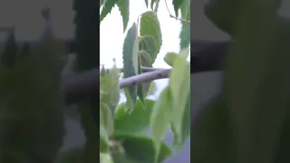 تغريد طائر العندليب مباشرة من الطبيعة 