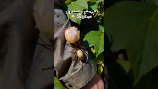 هذي حشره وليست زهره سبحان الله حشرة زهرة اللوتس 