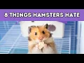8 Things Hamsters Hate