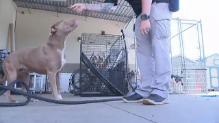 One step closer Shoals spay and neuter clinic receives nonprofit status