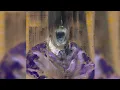 The Beautifully Mutilated (Full Album)