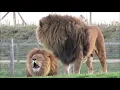 Lions Roaring Compilation