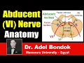 Abducent VI Nerve Clinical Anatomy Dr Adel Bondok