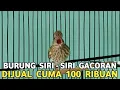 Lagu STOCK MELIMPAH DIOBRAL MURAH || BURUNG GACORAN 100 RIBU LIMA EKOR 500 RIBU DI PASAR BURUNG PRAMUKA