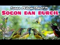 Lagu Suara Pikat Sogon Ribut Dan Burcil Ribut  Untuk Pikat Burung Kecil