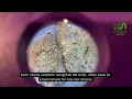 OG Kush Strain Genetics Aroma and Growing Tips - STRNG Seeds