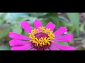 Download Lagu Sangath Thuzo Ashetha Konkani Song | Famous Konkani Song