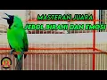 Download Lagu AWAS EMOSI !! PANCINGAN CUCAK IJO GACOR FULL ISIAN KASAR DONGKRAK IJO LAWAN AGAR CEPAT JAMTROK.