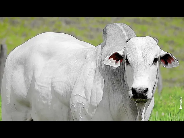 Touro Nelore FBRA - 201