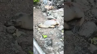 #fyp #nature #wildlife #vlog #travel