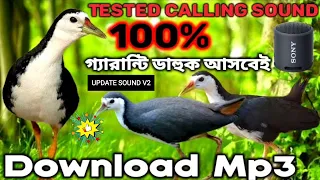 dak pakhir dak suara ruak ruak waterhen sound 