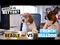 Beagle vs French Bulldog Which is Better