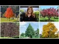 5 Trees I Highly Recommend Garden Answer