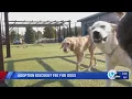 Adoption fee discount for dogs at Helping Hounds