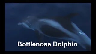 Bottlenose Dolphin following my boat