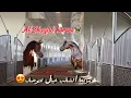 Download Lagu # فلوق (84) مربط الشقب اللذي يبلغ من المساحه 1m😍👌