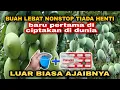 Download Lagu Di luar dugaan cukup 2 butir +1sendok  || membuat pohon mangga berbuah lebat sepanjang tahun