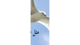 اغنيه اه من الدنيا حالات واتس 