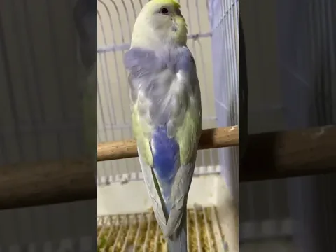 كل عام وانتم جميعاً بخير #birds #طيور