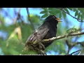 Sarah Mclachlan     Blackbird