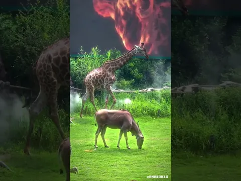 Tiere einfach sein lassen – der neue Zoo-Trend in China! 🦒🌿