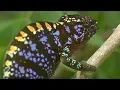 Download Lagu Live Fast, Die Young: Labord's Chameleon | Madagascar | BBC Earth