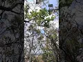 Download Lagu El sonido de la naturaleza.              #en algún lugar del mundo