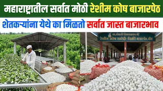 महाराष्ट्रातील सर्वात मोठी रेशीम कोष बाजार पेठ | Reshim Kosh Market Beed | शोध वार्ता |Shodh Varta |