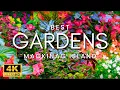 Download Lagu The World's Best Gardens And Flowers | Mackinac Island Garden Tour 2024